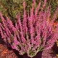 Вереск Аметист (Amethyst) Вереск Аметист (Amethyst)