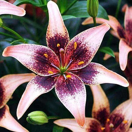 Лилия Whistler (уп. 3 шт)