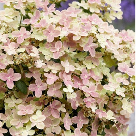 Гортензия метельчатая Полистар (Polestar) C3