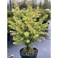 Ель сербская 40-60 см Ель сербская 40-60 см
