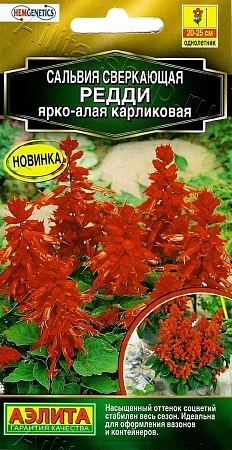 Сальвия Редди ярко-алая карликовая, 7 шт