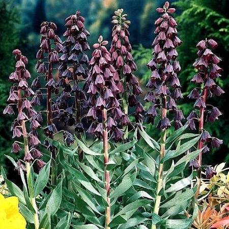 Фритиллярия (рябчик) Persica (1 шт. в уп.)