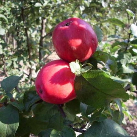 Яблоня Конфетное (однолетка) Яблоня Конфетное (однолетка)