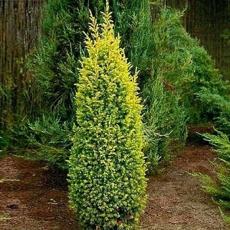 Можжевельник Голд Кон (Gold Cone) средний 20-25 см