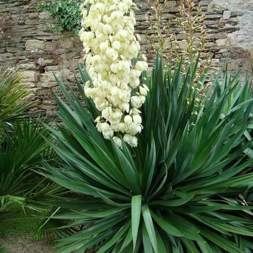 Юкка сизая 20-25 см Юкка сизая 20-25 см