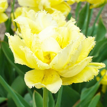 Тюльпан Exotic Sun (5 шт. в уп.)