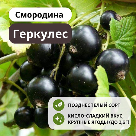 Смородина Геркулес черная С5 Смородина Геркулес черная С5
