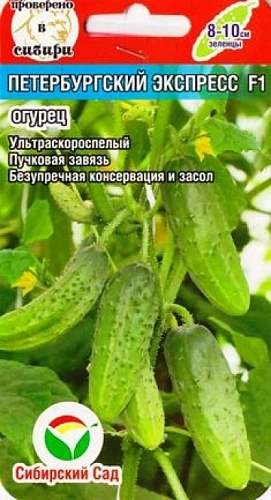 Огурец Петербургский экспресс F1, 7 шт (Сиб Сад) Огурец Петербургский экспресс F1, 7 шт (Сиб Сад)