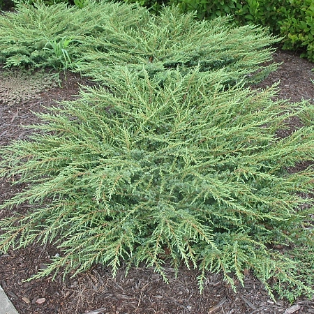 Можжевельник Грин Карпет (Green Carpet) С3