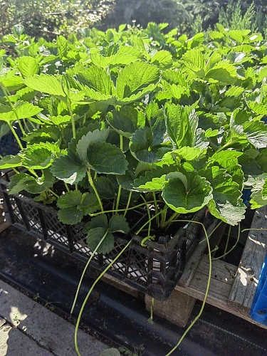 Клубника Лючия Клубника Лючия