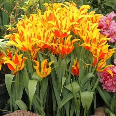 Тюльпан Flaming Bayside