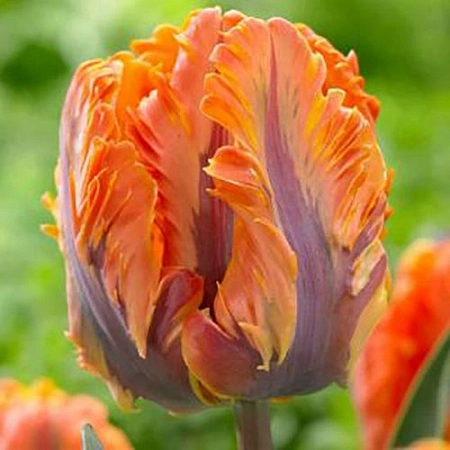 Тюльпан Orange Rococo (5 шт. в уп.)