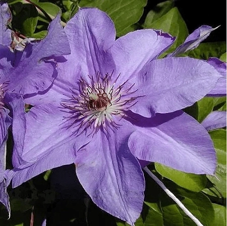 Клематис Блю Джем