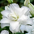 Лилия Lotus Ice (1 шт. в уп.) Лилия Lotus Ice (1 шт. в уп.)