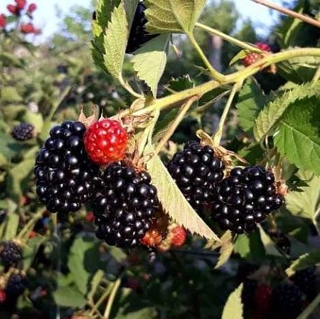 Ежевика бесшипная Релевант