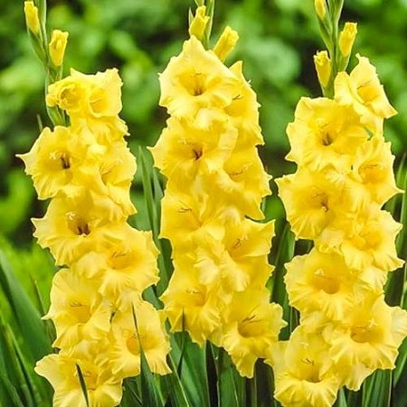 Гладиолус Lemon Drop