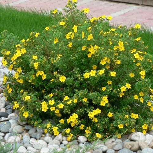 Лапчатка Goldfinger кустарниковая Лапчатка Goldfinger кустарниковая