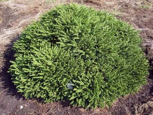 Ель Пумила Глаука d-20 см обыкновенная Ель Пумила Глаука d-20 см обыкновенная