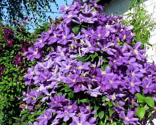 Клематис Лютер Бербанк Клематис Лютер Бербанк