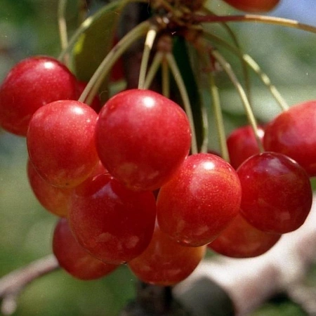 Черешня Медуница Черешня Медуница