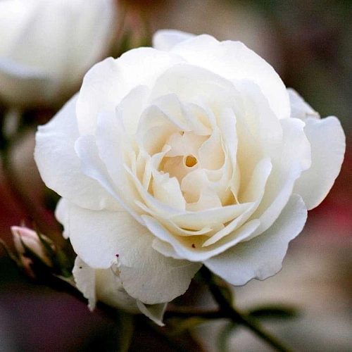 Роза английская Schneewittchen (горшок C4) Роза английская Schneewittchen (горшок C4)