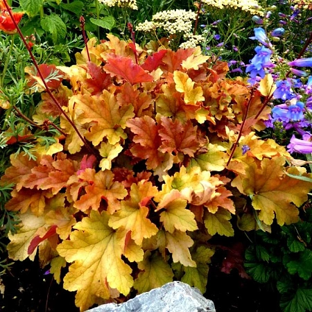 Гейхера Marmalade Гейхера Marmalade