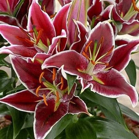 Лилия Magny Course (уп. 1 шт)