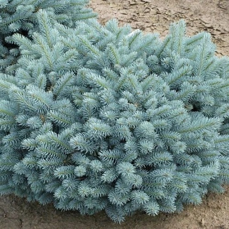 Ель колючая Глаука Глобоза (Glauca Globosa) 30-40 см