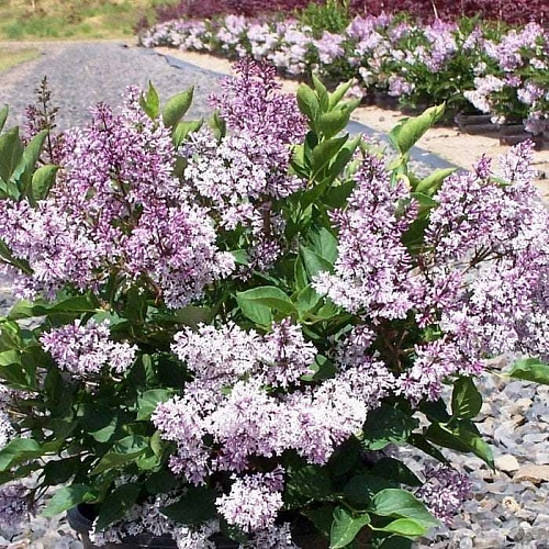 Сирень Мисс Ким С3 Сирень Мисс Ким С3