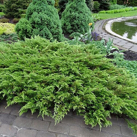 Можжевельник Рокери Джем (Rockery Gem) казацкий С3
