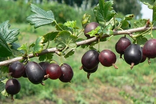 Крыжовник Северный капитан С3 Крыжовник Северный капитан С3