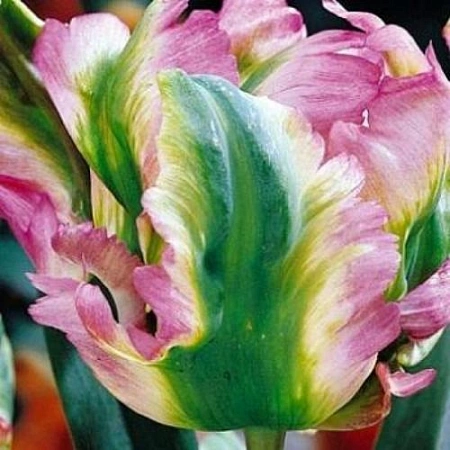 Тюльпан Green wave