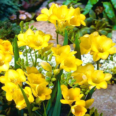 Фрезия Double Yellow (уп. 10 шт)