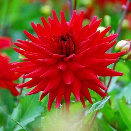 Георгина Red Pigmy (уп. 1 шт)