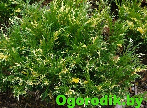 Можжевельник горизонтальный Андорра Вариегата 40-50 см Можжевельник горизонтальный Андорра Вариегата 40-50 см