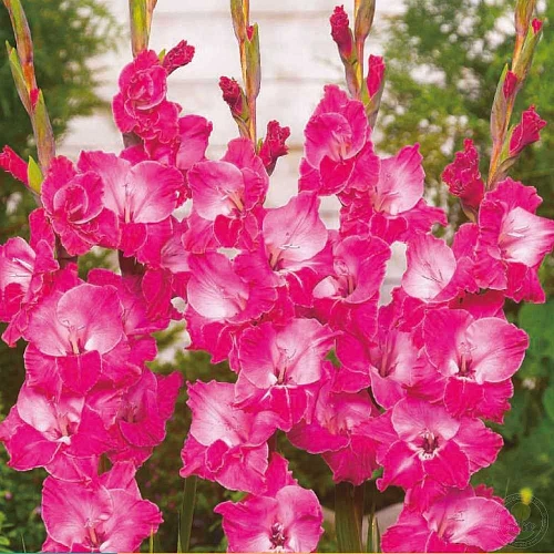 Гладиолус Fairytale Pink (уп. 7 шт) Гладиолус Fairytale Pink (уп. 7 шт)
