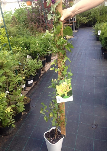 Клематис "Sen-no-kaze" (Сен-но-Кейз) Экстра Клематис "Sen-no-kaze" (Сен-но-Кейз) Экстра