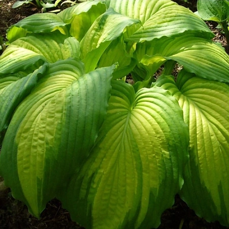 Хоста War Paint Хоста War Paint