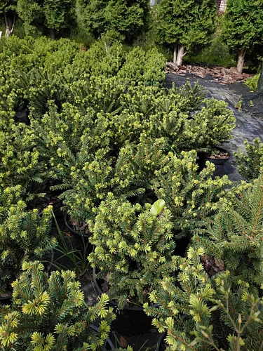 Ель Пумила Глаука d-20 см обыкновенная Ель Пумила Глаука d-20 см обыкновенная