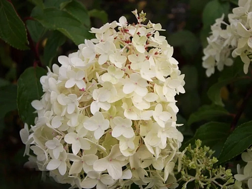 Гортензия Pinkachu (Пинкачу) метельчатая С3 3-хлетка Гортензия Pinkachu (Пинкачу) метельчатая С3 3-хлетка