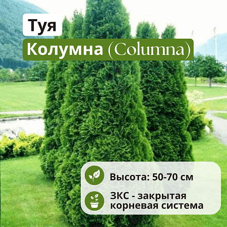 Туя западная Колумна (Columna) 50-70 см