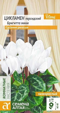 Цикламен Бриггита мини, 3 шт