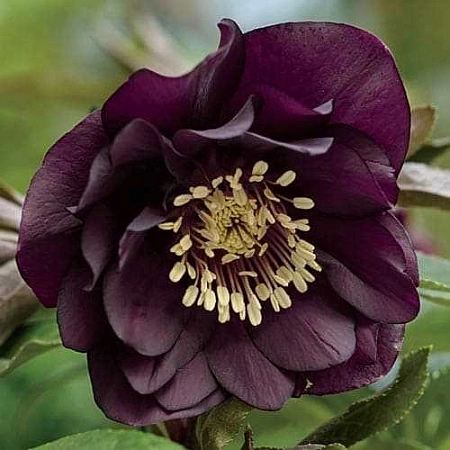 Морозник Double Ellen Purple (уп. 1 шт)
