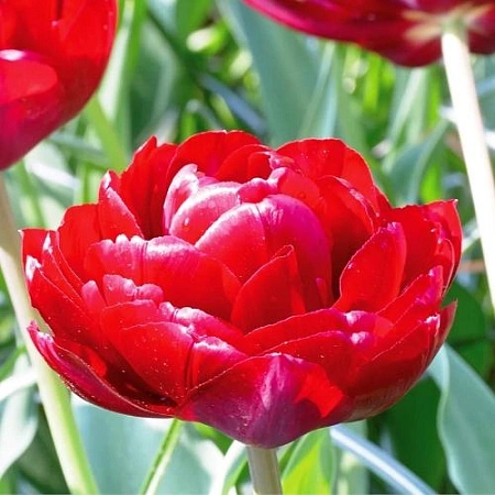 Тюльпан Double Crosby (10 шт. в уп.)