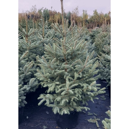 Ель Глаука 80-100 см голубая Польша