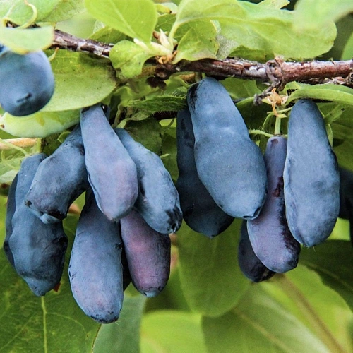 Жимолость съедобная Ленинградский великан Жимолость съедобная Ленинградский великан