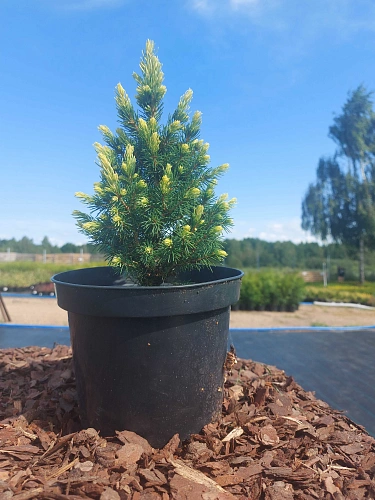 Ель канадская Рэйнбоуз Энд (Rainbow's End) 20-30 см в горшке Ель канадская Рэйнбоуз Энд (Rainbow's End) 20-30 см в горшке