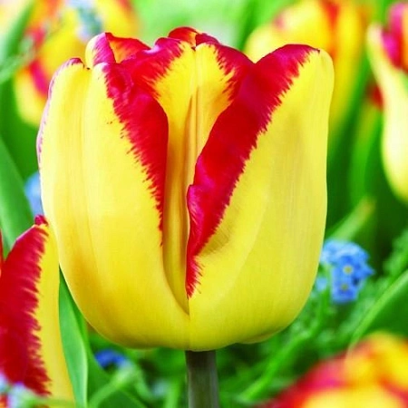 Тюльпан Cape Town (5 шт. в уп.)