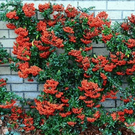 Пираканта Mohave 40-50 см Пираканта Mohave 40-50 см