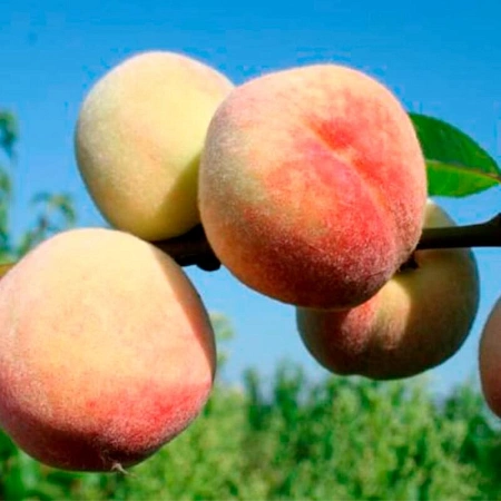 Персик Персик